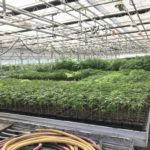 Cannabis grow house