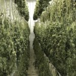 Cannabis drying