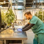 Protecting Cannabis for Seed to Sale